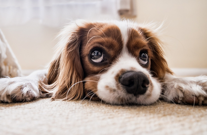 Hund