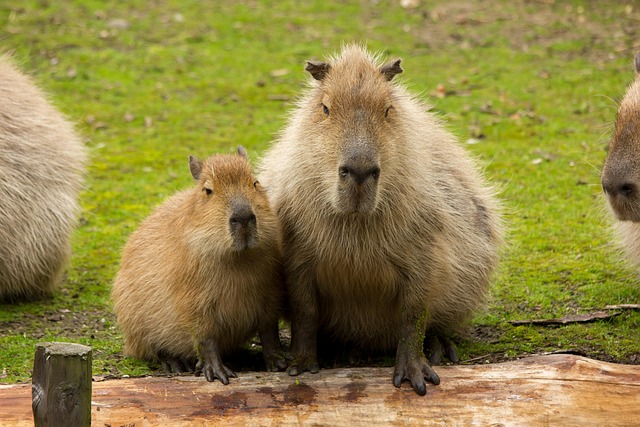 Capybara Pixabay